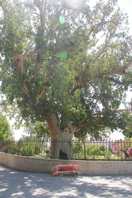 sycamore-tree